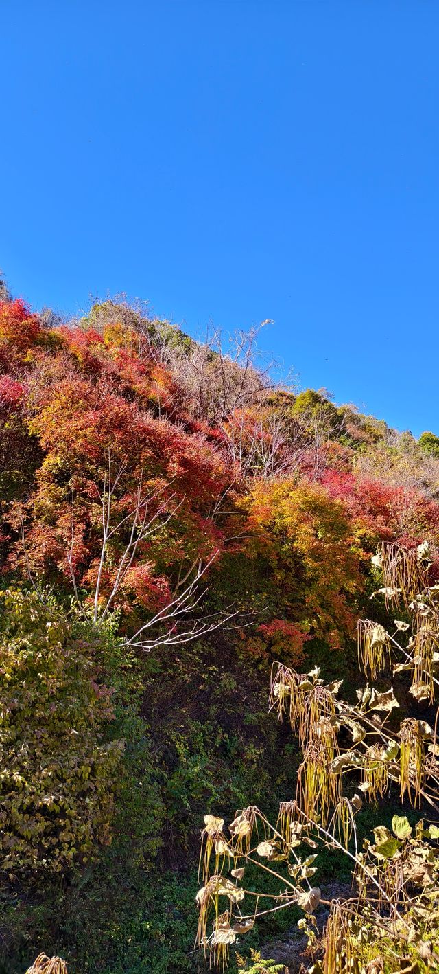 東北秋天的顏色
