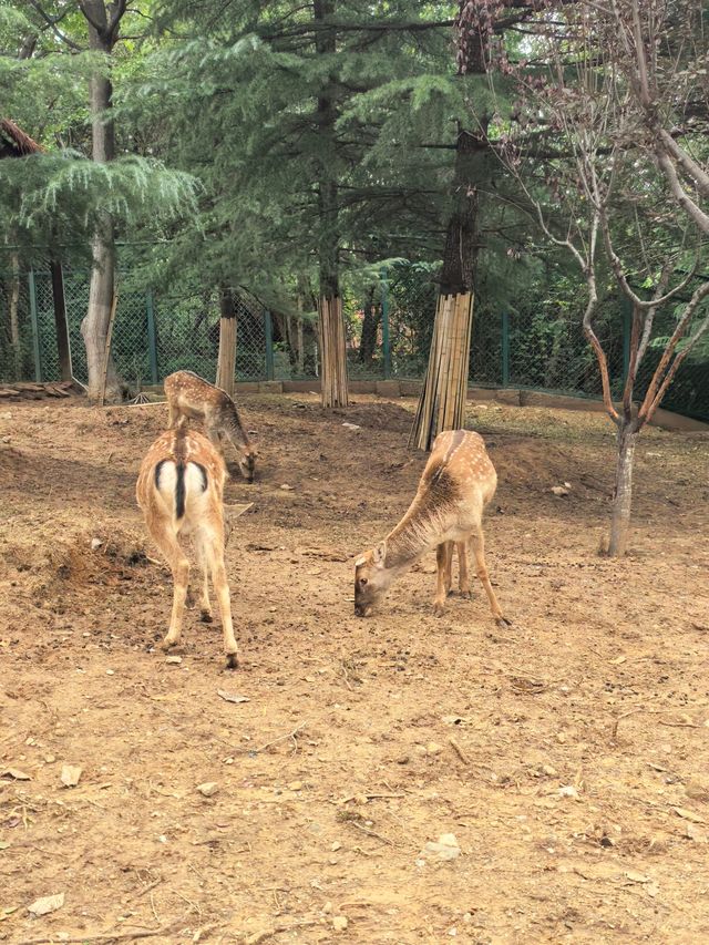 #濟南野生動物世界｜與梅花鹿0距離貼貼攻略 自駕+步行雙體驗！保姆級攻略收好！ 濟南野生動物園
