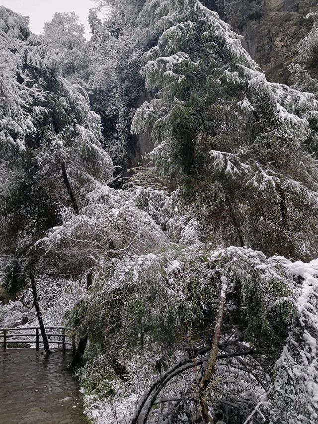 重慶下雪了！衝！仙女山2日遊保姆級攻略！
