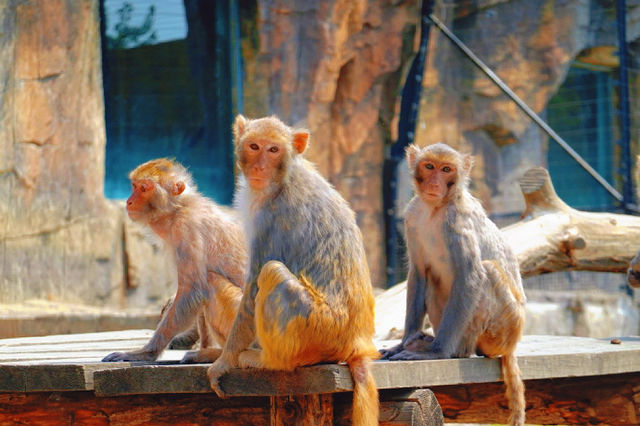 大連森林動物園｜超順路不斷檔遊玩路線+表演全攻略～來囉