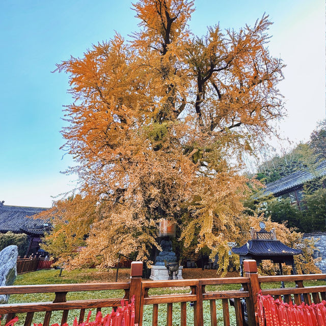 🔥西安賞秋頂流！賞千年銀杏落滿禪院～