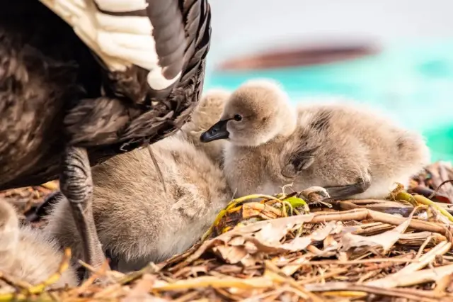 玄武湖驚現5隻野生黑天鵝