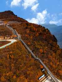 亞洲最長紅地毯，680平方公里紅葉盛景，一眼萬年
