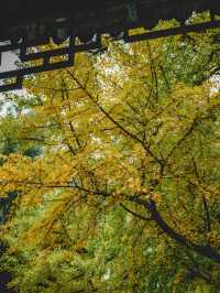 太原絕美銀杏季！晉祠500年古銀杏黃了