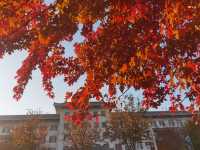 紅葉晚蕭蕭