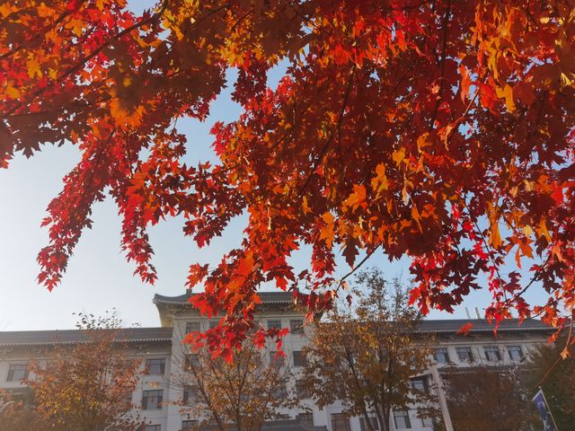 紅葉晚蕭蕭 紅葉晚蕭蕭