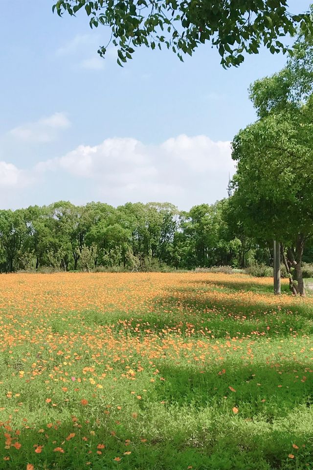 沈楊村遊玩全攻略:滬上隱藏的田園詩 沈楊村遊玩全攻略:滬上隱藏的田園詩