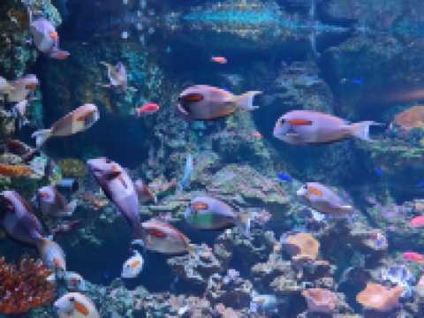 深圳海底世界必打卡~小梅沙海洋館