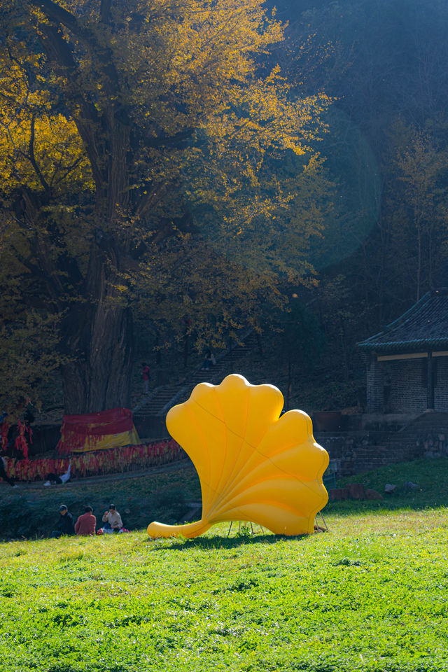 王屋山銀杏攻略|邂逅千年樹冠下的金色秋天 王屋山銀杏攻略|邂逅千年樹冠下的金色秋天