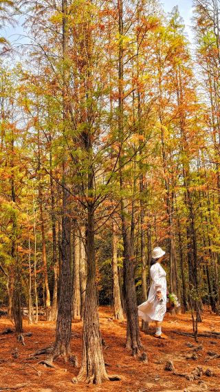 남창 단풍 시즌 인증샷 명소, 이곳들 강력 추천!
