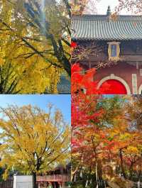 南京賞秋攻略必打卡的6個秋日童話地！