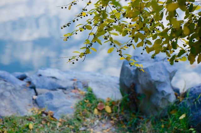 深秋「好色」去上海植物園 深秋「好色」去上海植物園