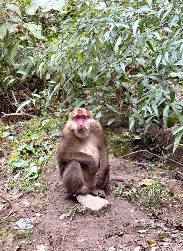 在神仙居住的地方彩林徒步撿菌子🟫 神木壘藏語裡意為「神仙玩耍的地方」 這裡海拔2300-4
