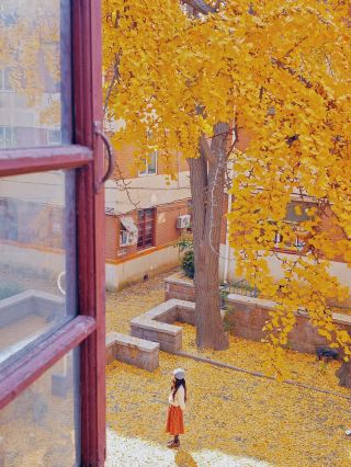 칭다오|대학로 이 오래된 마당에는 가을 기운이 가득 차서 거의 넘쳐나고 있어요