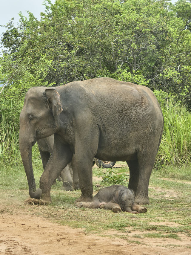 斯里蘭卡，更適合學生黨的高性價比之選！