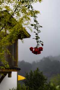 秋假躲進雅安三天兩晚