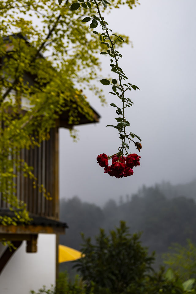 秋假躲進雅安三天兩晚 秋假躲進雅安三天兩晚