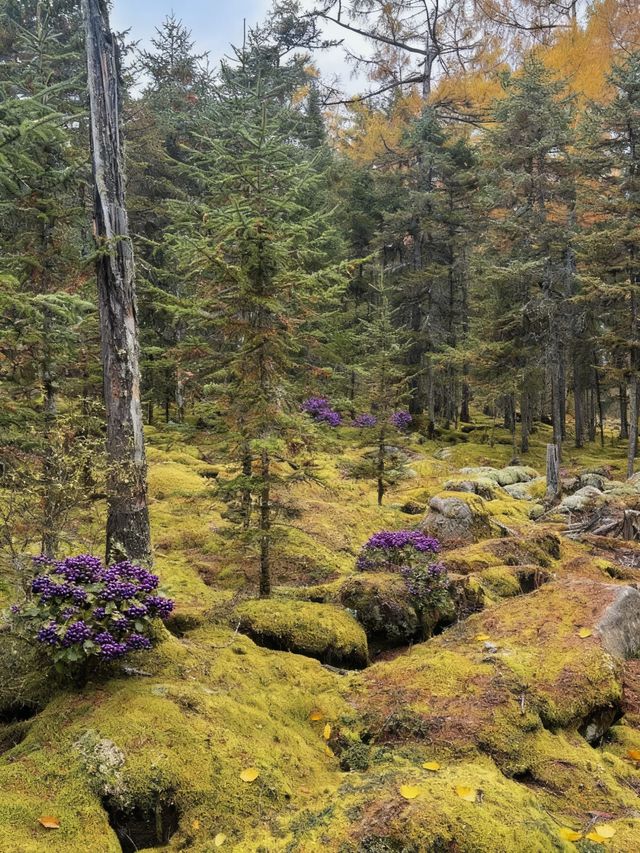 黑龍江秋色，大興安嶺小興安嶺怎麼選