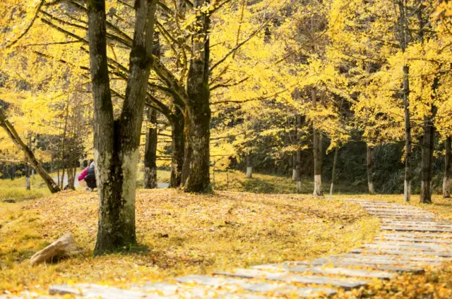 Shaoguan Autumn Ginkgo Viewing Guide