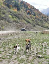 平武沙棘溝彩林形成了,付攻略!