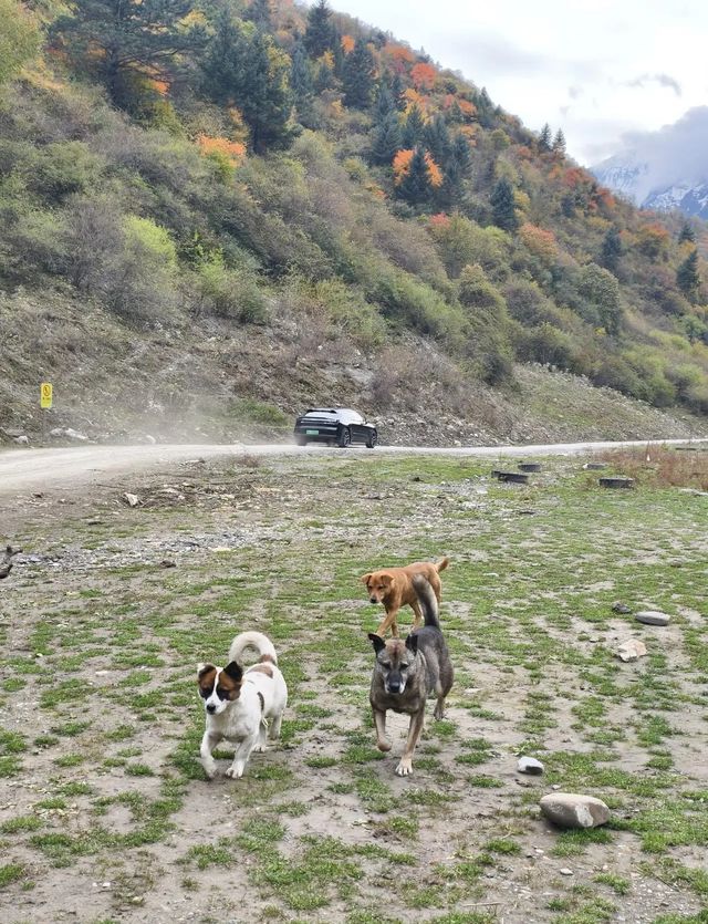 平武沙棘溝彩林形成了,付攻略! 平武沙棘溝彩林形成了,付攻略!