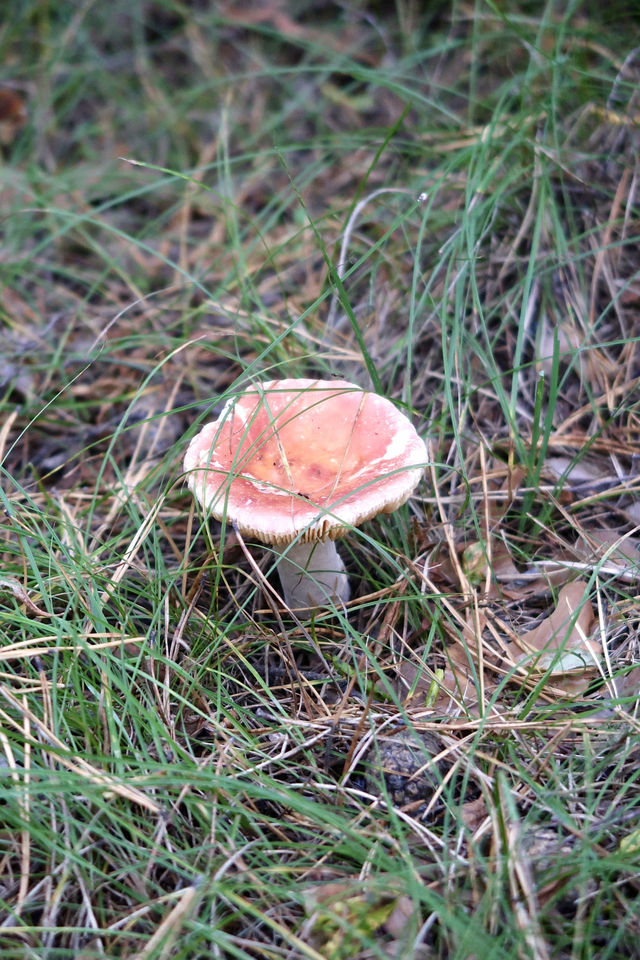 秒變採蘑菇的小伙子