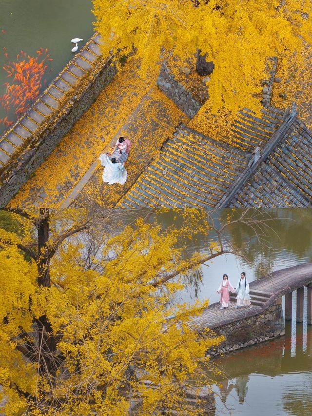 楠溪江秋冬遊攻略一鍵解鎖金黃柿子+古村曬秋+紅楓古道