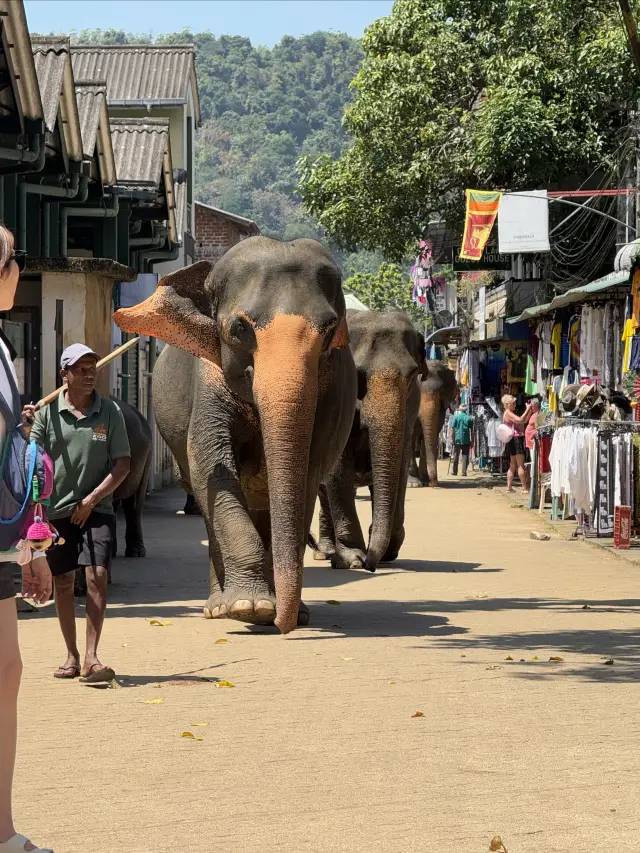 Because of a photo of an elephant herd bathing, I decided to fly to Sri Lanka