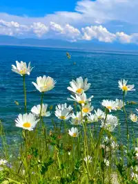 新疆伊犁隱藏的「神仙莊園」！住進油畫裡