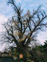 鐘南山下一眼千年的古樹