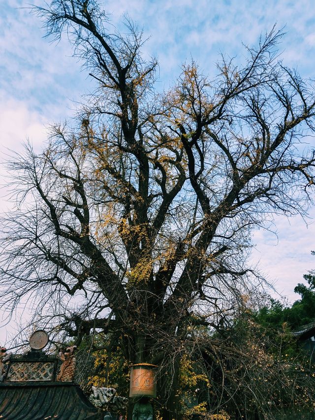 鐘南山下一眼千年的古樹