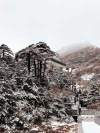 大理蒼山·11.21初雪驚喜攻略·冰雪浪漫速遞  臨時起意·搶佔雪景C位 11.21的蒼山，