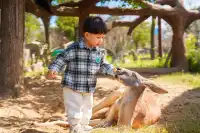 2h直達上海周邊遛娃聖地南通野生動物