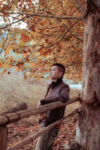 Chongqing Autumn Viewing: The Wutong Trees at Beibei Sixiangtai Have Turned Yellow, Stepping into an Oil Painting World