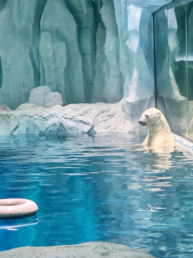 2025長隆海洋公園攻略|1日親子遛娃+必刷項目全指南 2025長隆海洋公園攻略|1日親子遛娃+必刷項目全指南