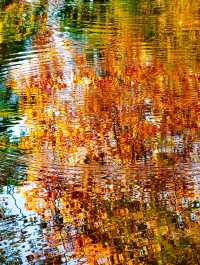 秋色滿園絕美倒映