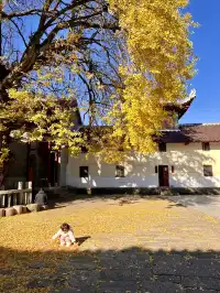南昌周邊|九江雲居山的千年銀杏 滿樹金黃