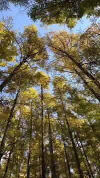 秋天的淨月潭美到失語