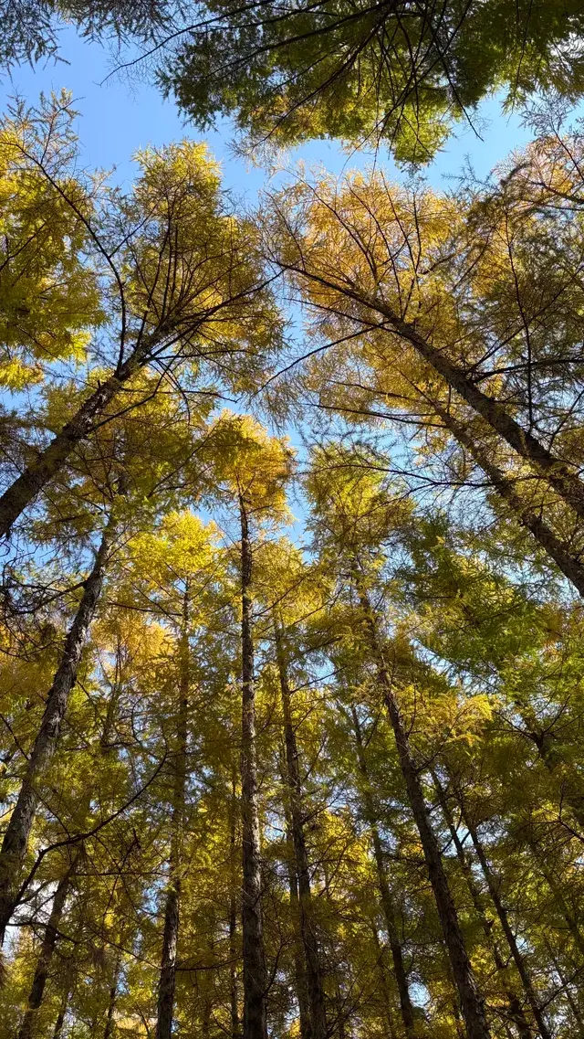 秋天的淨月潭美到失語