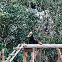 上海野生動物園免費衝！粉紅火烈鳥+大象互毆，值回折騰