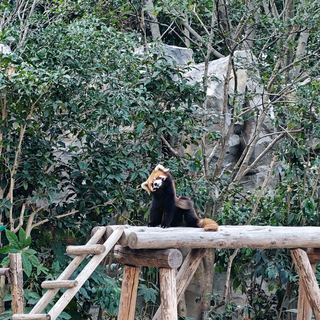 上海野生動物園免費衝！粉紅火烈鳥+大象互毆，值回折騰