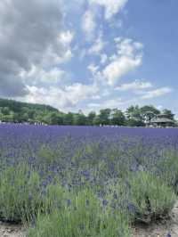 日本1日包車遊熱門景點全打卡