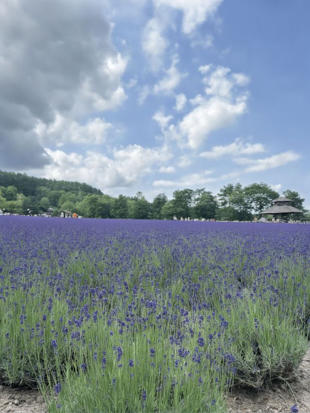 日本1日包車遊熱門景點全打卡