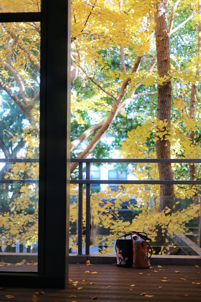 圖書館和銀杏真的絕配｜常熟