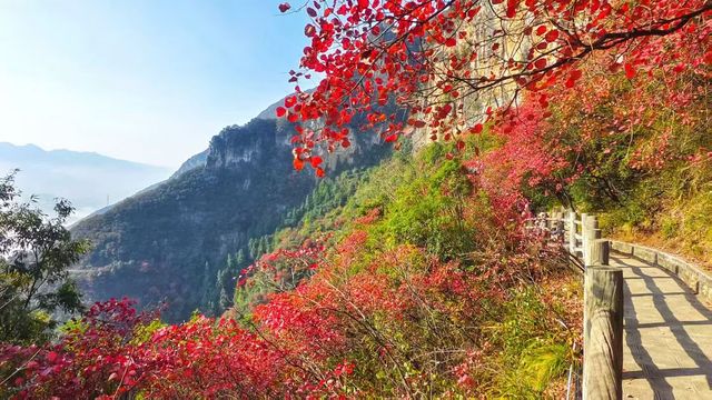三峽紅葉與雲海,太美啦! 三峽紅葉與雲海,太美啦!