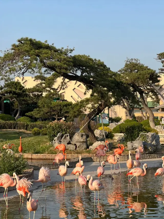 齊河歐樂堡動物王國最全攻略|教你玩轉一日遊不踩雷