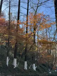 2025.11.29 實況| 莫干山賞楓一日遊攻略