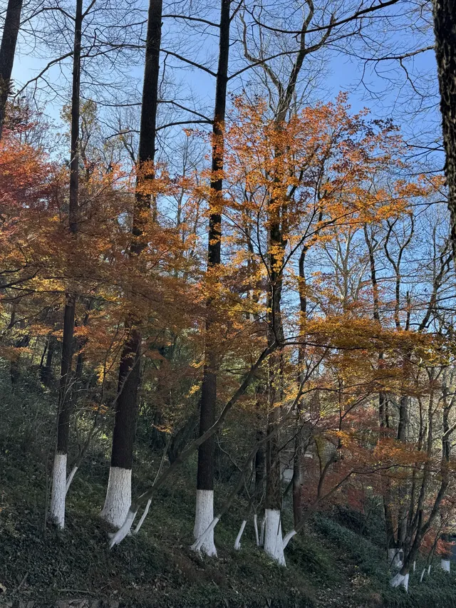 2025.11.29 實況| 莫干山賞楓一日遊攻略