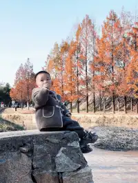 西安周邊藏著童話紅杉林隨手一拍直接封神