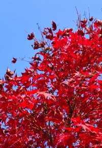 上海絕美紅葉秘境長風公園的秋天也太犯規了吧！